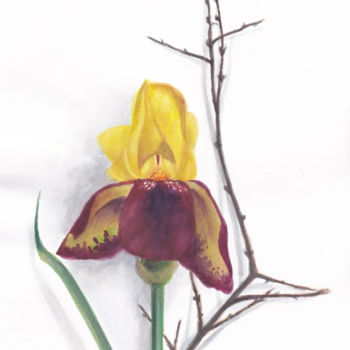 Malarstwo zatytułowany „Iris 1” autorstwa Clarisse Lamotte, Oryginalna praca, Akwarela