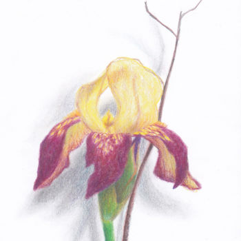 Drawing titled "Iris 2" by Clarisse Lamotte, Original Artwork, Pencil