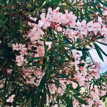 Fotografia zatytułowany „Summer flowers” autorstwa Clara Laven, Oryginalna praca, Fotografia cyfrowa