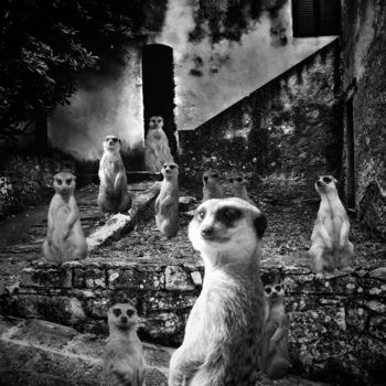 Photographie intitulée "Meerkat village" par Clara Laven, Œuvre d'art originale, Photographie manipulée
