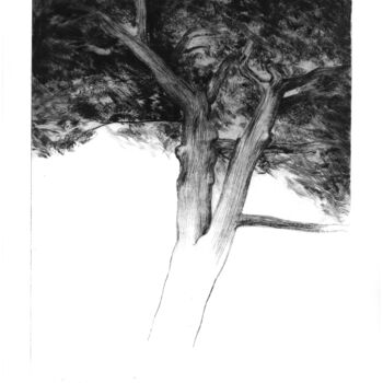Incisioni, stampe intitolato "etude d'arbre" da Claude Amaouche, Opera d'arte originale, incisione