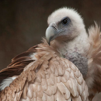 "himalayan vulture#" başlıklı Fotoğraf Claude Ferrara tarafından, Orijinal sanat