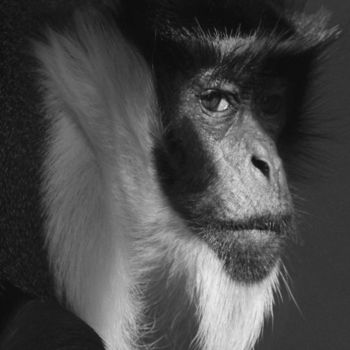 Photography titled "diana monkey" by Claude Ferrara, Original Artwork