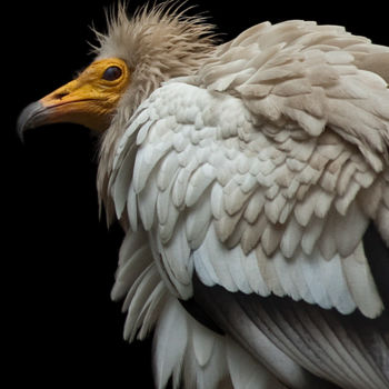 Fotografia intitulada "Egyptian vulture" por Claude Ferrara, Obras de arte originais