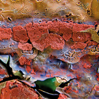 Photographie intitulée "sardine égarée dans…" par Claude Guillemet, Œuvre d'art originale, Photographie numérique