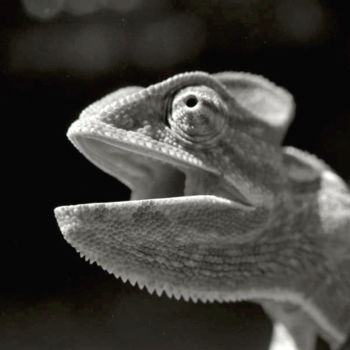Photography titled "caméléon.jpg" by Claude Guillemet, Original Artwork, Non Manipulated Photography