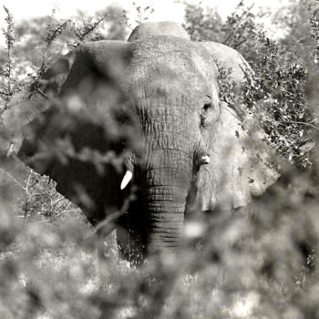 제목이 "éléphant en brousse…"인 사진 Claude Guillemet로, 원작, 조작되지 않은 사진