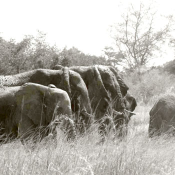 Fotografie getiteld "troupeau d'éléphant…" door Claude Guillemet, Origineel Kunstwerk, Niet gemanipuleerde fotografie