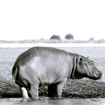 Fotografie getiteld "hippopotame.jpg" door Claude Guillemet, Origineel Kunstwerk, Niet gemanipuleerde fotografie