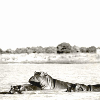 Photography titled "Hippopotames sur le…" by Claude Guillemet, Original Artwork, Non Manipulated Photography