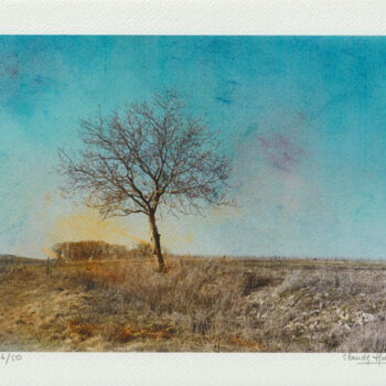 Digital Arts titled "arbre 3" by Claude Huré, Original Artwork, Digital Photography