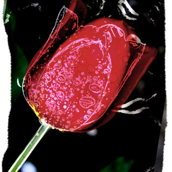 Photography titled "Tulipe" by Claude Corbier, Original Artwork, Acrylic