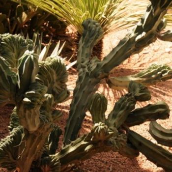 Fotografia zatytułowany „Cactus au jardin de…” autorstwa Claude Jeuniaux, Oryginalna praca