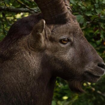 Photography titled "Alpine Ibex Profile…" by Claudia Tavares, Original Artwork, Non Manipulated Photography