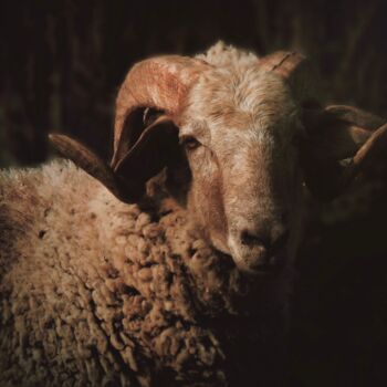 Photographie intitulée "Portuguese sheep po…" par Claudia Tavares, Œuvre d'art originale, Photographie numérique