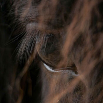 Photographie intitulée "Horse Eye" par Claudia Tavares, Œuvre d'art originale, Photographie numérique