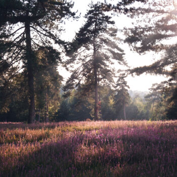 Photography titled "Heather touch" by Clémence Aresu, Original Artwork