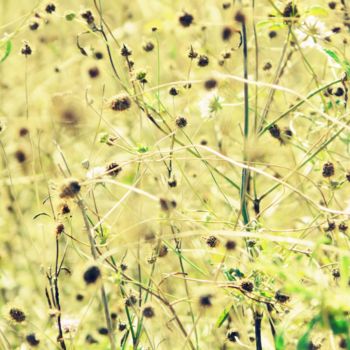 Photography titled "Fleurs champêtres" by Clémentine Palud, Original Artwork