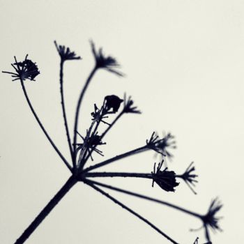 Photographie intitulée "Fleur d' Hiver" par Clémentine Palud, Œuvre d'art originale