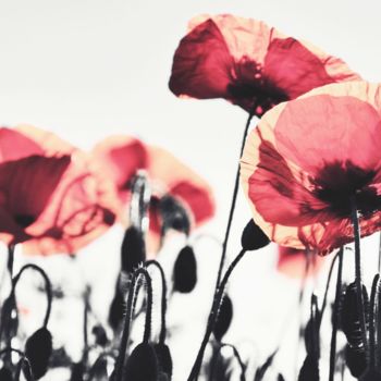 Photography titled "Coquelicots" by Clémentine Palud, Original Artwork