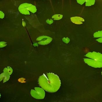 Photography titled "Lily Pond" by Cleric4, Original Artwork
