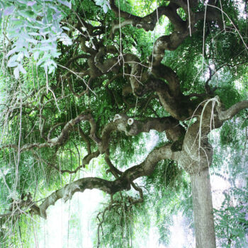 Photography titled "L'esprit-de-l'arbre…" by Chupalia, Original Artwork, Digital Photography Mounted on Wood Panel