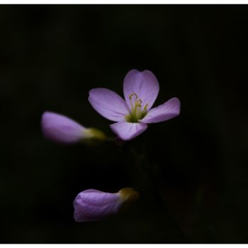 Fotografia zatytułowany „Cardamine des prés” autorstwa Corentin Thauvin, Oryginalna praca, Fotografia cyfrowa