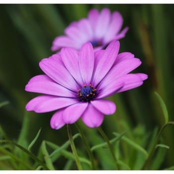 Fotografie getiteld "Purple flower" door Corentin Thauvin, Origineel Kunstwerk, Digitale fotografie