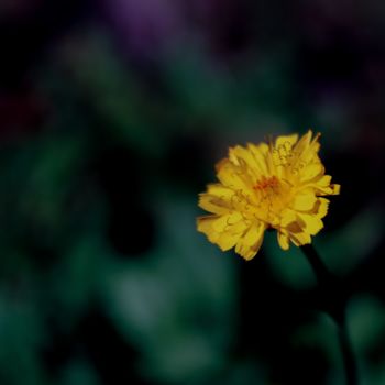 "Fleur jaune" başlıklı Fotoğraf Corentin Thauvin tarafından, Orijinal sanat, Dijital Fotoğrafçılık