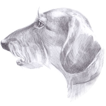 Zeichnungen mit dem Titel "The head of the dog…" von Cococinema, Original-Kunstwerk, Bleistift