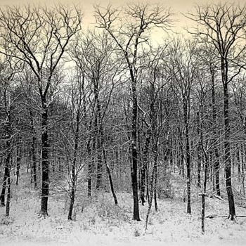 Fotografía titulada "foret-en-hiver.jpg" por Coline Kiéné, Obra de arte original