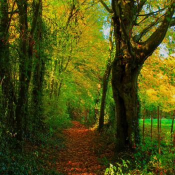 Фотография под названием "Chemin D'automne  (…" - Ludovic Vincent, Подлинное произведение искусства, Цифровая фотография