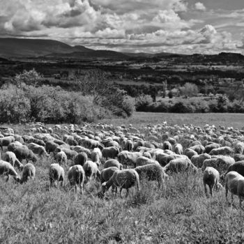 Photographie intitulée "Moutons sur la plei…" par Kargo, Œuvre d'art originale, Photographie numérique
