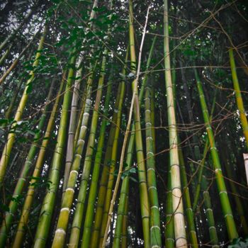 Φωτογραφία με τίτλο "Bamboo" από Kargo, Αυθεντικά έργα τέχνης, Ψηφιακή φωτογραφία