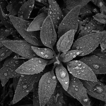 Photographie intitulée "Sans titre n°106" par Philippe Clerc, Œuvre d'art originale, Photographie numérique