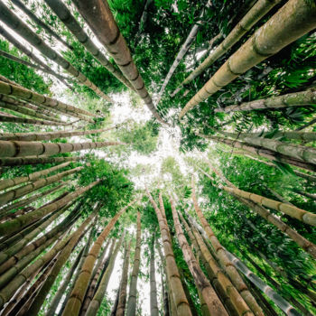 Fotografia zatytułowany „Bamboo Forest” autorstwa Lucas Dias, Oryginalna praca, Fotografia cyfrowa