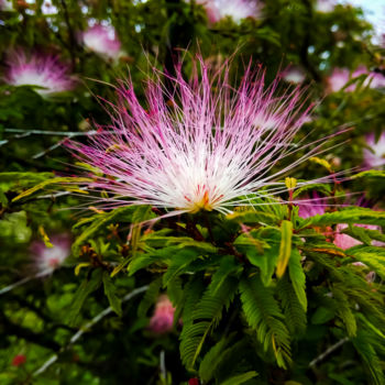 Fotografia zatytułowany „Flor” autorstwa Uplift Ateliê, Oryginalna praca, Fotografia cyfrowa