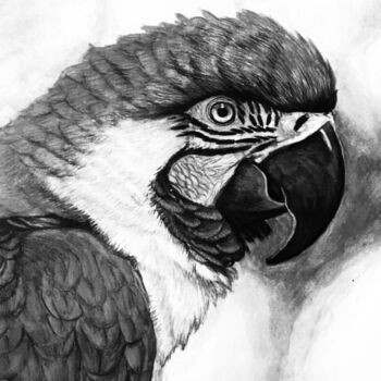 Malarstwo zatytułowany „Raven” autorstwa Cornelius Keagon, Oryginalna praca, Ołówek