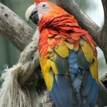 Fotografia intitulada "PERROQUET DE PROFIL" por Cory Vic, Obras de arte originais