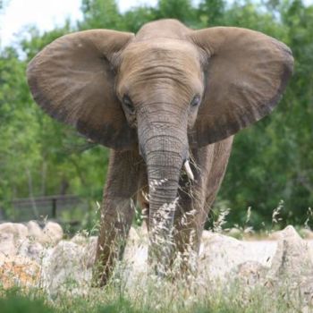 Fotografia zatytułowany „ELEPHANT 8” autorstwa Cory Vic, Oryginalna praca