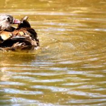 Fotografia intitulada "CANARD 1" por Cory Vic, Obras de arte originais