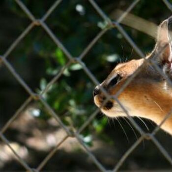 Photography titled "CARACAL 4" by Cory Vic, Original Artwork