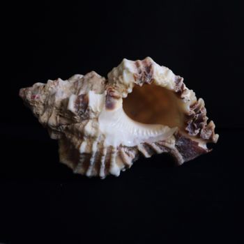 Photographie intitulée "Caribbean seashell.…" par Cosmina Lefanto, Œuvre d'art originale