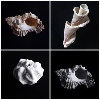 Photography titled "Seashell collage.jp…" by Cosmina Lefanto, Original Artwork, Digital Photography