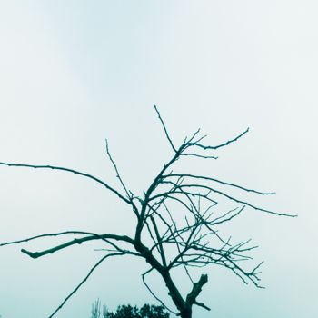 Photographie intitulée "Petit Arbre en Hiver" par Coyote Shah, Œuvre d'art originale