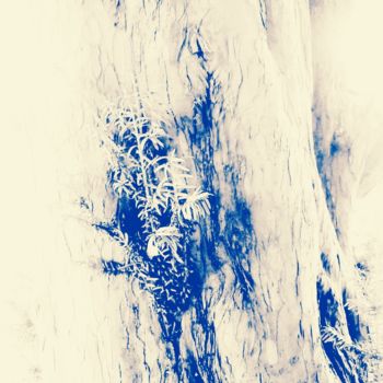 Photography titled "Arbre-abstrait_bleu" by Coyote Shah, Original Artwork