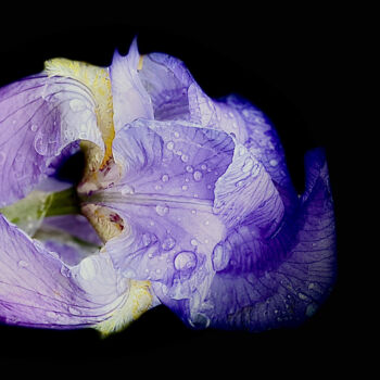 Fotografia intitulada "Iris" por Marc Guiraud, Obras de arte originais, Fotografia digital