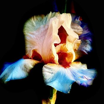Фотография под названием "Iris-2" - Marc Guiraud, Подлинное произведение искусства, Цифровая фотография