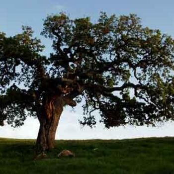 Photography titled "Ancient Tree" by C Ribet, Original Artwork