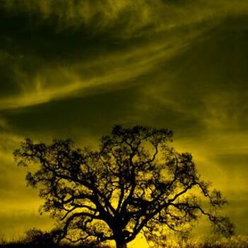 Photographie intitulée "Sunset Tree" par C Ribet, Œuvre d'art originale